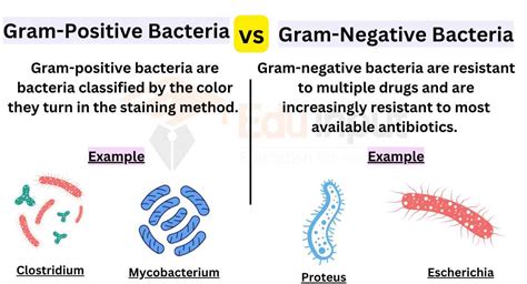 Gram Positive vs Gram Negative Bacteria New Health …