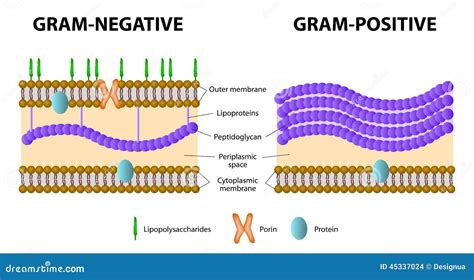 Gram positive and gram negative What is the difference 
