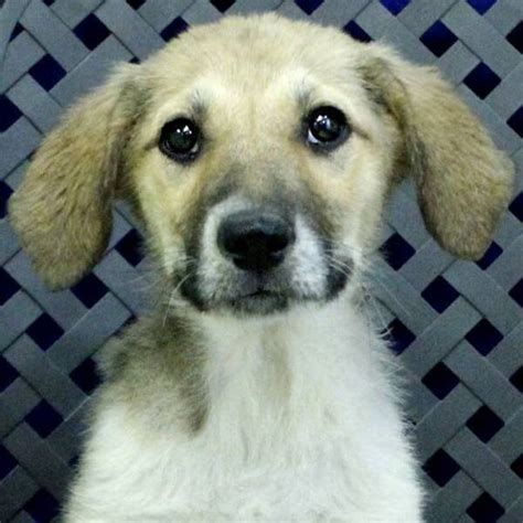 Grand Companions Humane Society - Midland - PetCurious