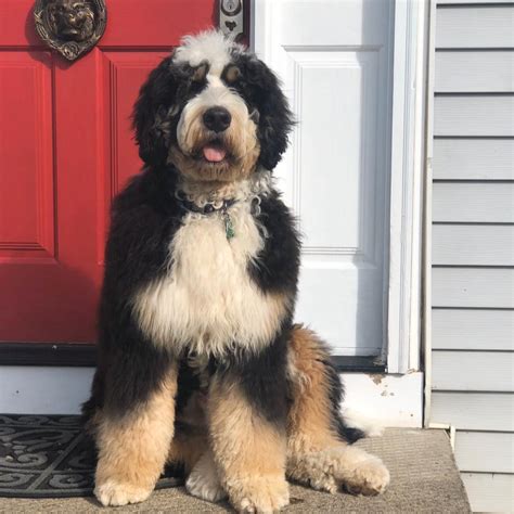 Grand Puppies 101 Bernedoodle