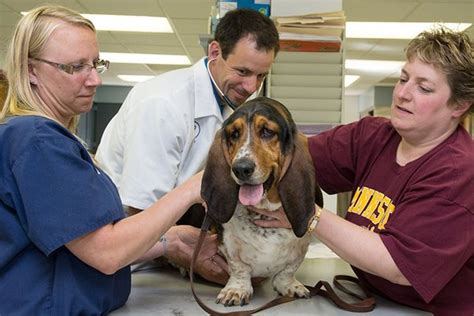 Grand Rapids Veterinary Clinic - Visit Grand Rapids