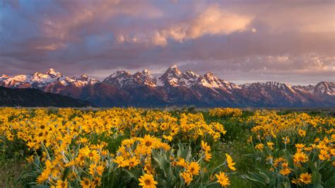 Grand Teton National Park 5K Balsamroot Wildflowers Wallpaper, HD …