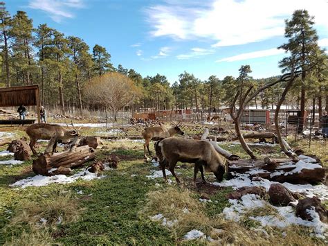 Grand canyon deer farm. Grand Canyon Deer Farm, Williams, AZ. 14,276 likes · 13 talking about this. Established in 1969, and enjoyed by millions of visitors since then, the Deer Farm continues to thrive and grow. Grand Canyon Deer Farm 