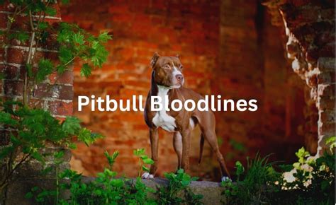 Grand champion game pitbulls bloodlines. This bloodline was started by Richard Barajas of West Side Kennels. He actually owned the first sire, The Notorious Juan Gotty. Back in 1997 he bought Gotty for an amount of $1,300, from Tony ... 