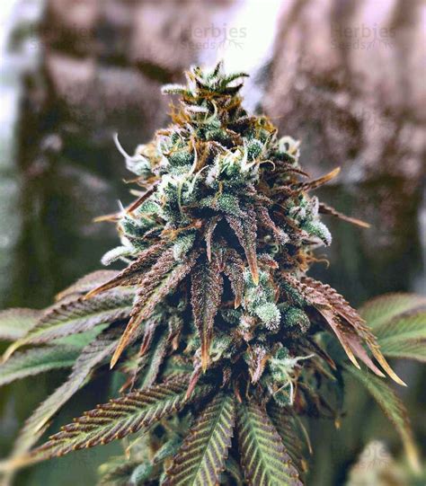 Mass Medical Strains; Mephisto Genetics; Most Wanted Genetics; Mr. Spliff of Cannabis; Night Owl Seeds; Nuthin' But Gas Seed Co. S-Z. Sin City Seeds; SOFEM Genetics; ... Grand Daddy Pluto x Red Pop. 6 Pack Fem Seeds. Mother: Grand Daddy Pluto. Reversal: Red Pop. Family: 70/30 Indica. Sex: Feminized.. 