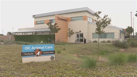 Grand jury raises concerns about OC Animal Care's policies