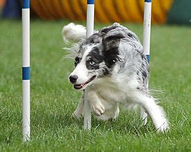 Grand oakes border collies. Mark and Jazz 😍 I know how hard my dear friend has been working to get ready for this event !I could never even hope to run this fast ! Way to go mark ! 