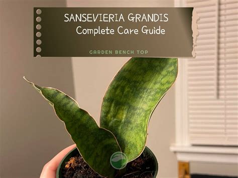 Grandis User Guide