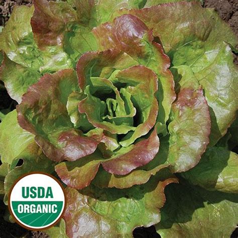 Grandma Hadley’s Lettuce Vegetable Seeds AS2169