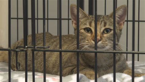 Granite Shoals mayor addresses fallout from committee discussion on euthanizing feral cats