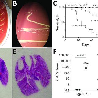 Granulibacter bethesdensis definition of ... - Medical Dictionary