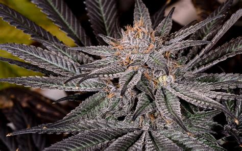 Grape Ape Strain - Growing Tips and Medical Effects - Marijuana …