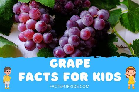 Grape Facts for Kids - KonnectHQ