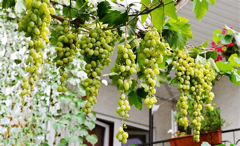 Grape Tree - Domov