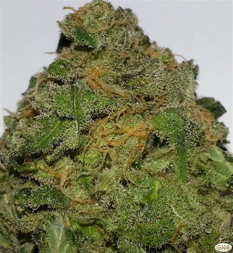 Nerds, also known as "Nerdz," "Blue Nerds," "Pink Nerds," "Nerds OG," "Nerdz OG," and "Blue Nerdz" is a balanced hybrid weed strain made by crossing Strawberry Cough with Grape Ape. The effects of .... 