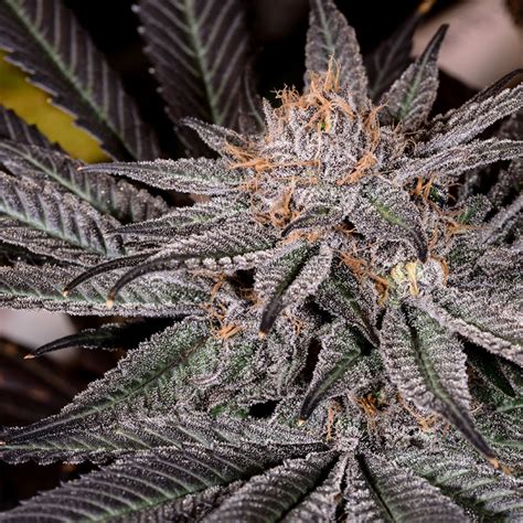 Anxiety. Grape Ape, propagated by Apothecary Genetics and Barney’s Farm, is a mostly indica strain that crosses Mendocino Purps, Skunk, and Afghani. Named for its distinct grape -like smell .... 