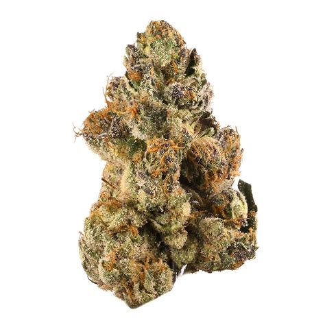 calming energizing. Gumbo is an indica weed strain made by cr