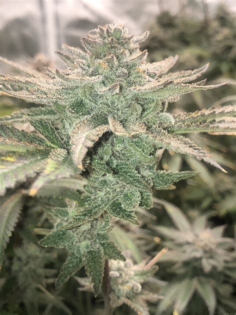 Grape cream cake strain allbud. Hybrid - 50% Sativa /50% Indica. THC: 23% - 24%. Zack's Cake, also known simply as “Zack Cake,” is an evenly balanced hybrid strain (50% indica/50% sativa) created through crossing the delicious Zack's Pie X Jungle Cake strains. Named for its celebrity parentage and super tasty flavor, Zack's Cake is the perfect choice for any classic ... 