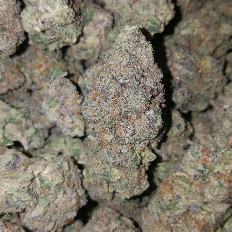 Dizzy. Headache. Helps with: Stress. Anxiety. Pain. calming energizing. Coming from the Sherbinskis Gelato lineup, Bacio Gelato is a cross of Sunset Sherbert and Thin Mint GSC. With such big names .... 
