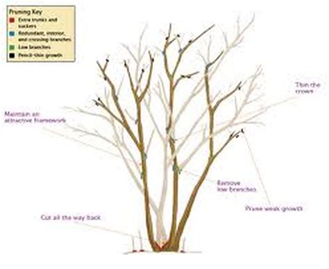 Grape myrtle pruning. Jun 5, 2017 · Lopper Pruners for up to 1-1/2" branch diameter. Gardening Gloves recommended. Step 1. Figure A below depicts a 4-year old crape myrtle tree as it may appear in late winter, when still in dormancy, and before new growth has begun to emerge. This tree has been properly pruned for 3 years and is ready to be pruned for the coming year. 