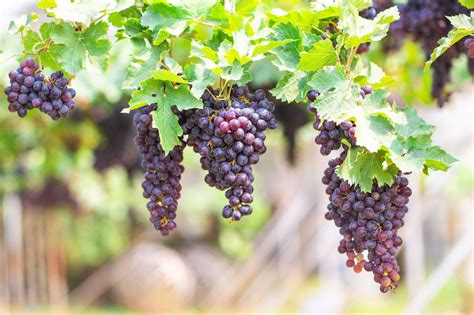 Grape vines yumasun.com