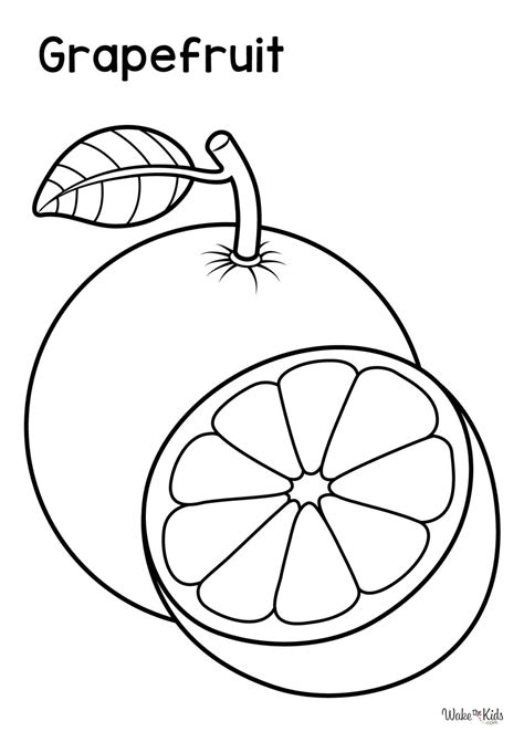 Grapefruit Coloring