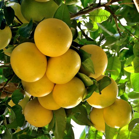 Grapefruit Plant Grapefruit Trees For Sale Citrus