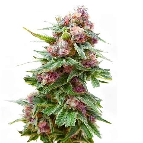 Grapefruit kush seeds. .  <a href=https://apply.emsacademy.kg/moqkq3/whio-channel-7...