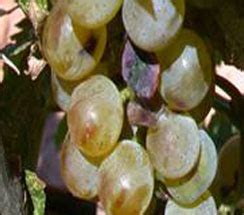 Grapes - agritech.tnau.ac.in