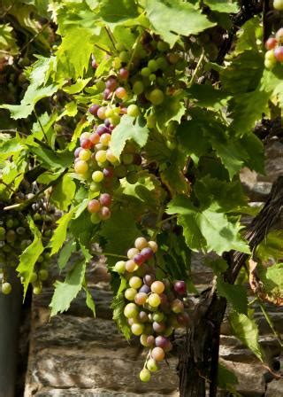 Grapes Cochise County Master Gardeners - cals.arizona.edu