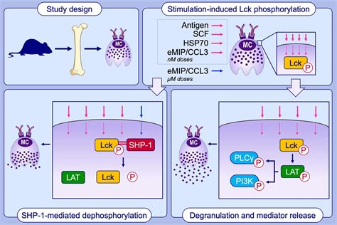 Graphical abstract