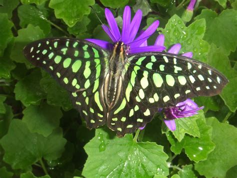 Graphium (butterfly) — Wikipedia Republished // WIKI 2