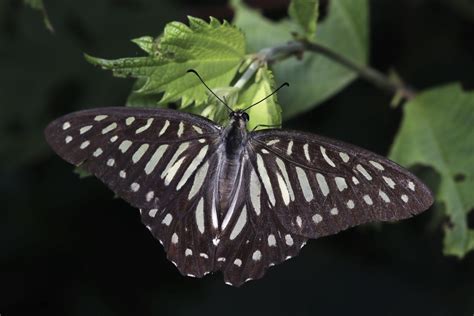 Graphium leechi - ITn