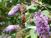 Graphium macleayanus - Wikimedia Commons