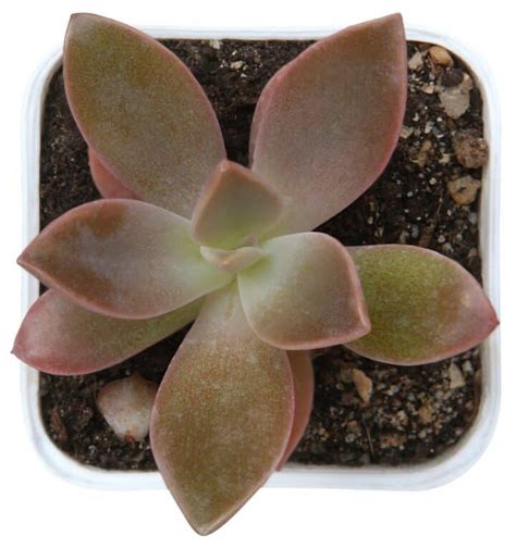 Graptoveria Fred Ives - A Care Guide - Sublime …