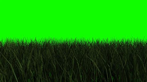 Grass Green Screen