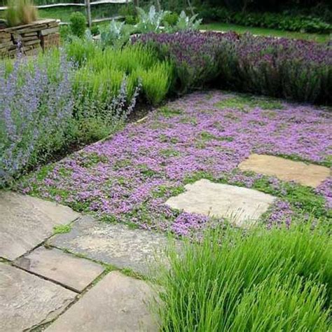 Grass alternatives for lawns. Nov 21, 2023 · Creeping thyme. For a sun-loving, pollinator-friendly herb, creeping thyme ( Thymus praecox) will fill your lawn with a fine-leaved mat of dainty pink, white, or purple flowers. Growing 3-6 inches tall, it can be used as a full ground cover, or you can plant it around stepping stones and pathways. 
