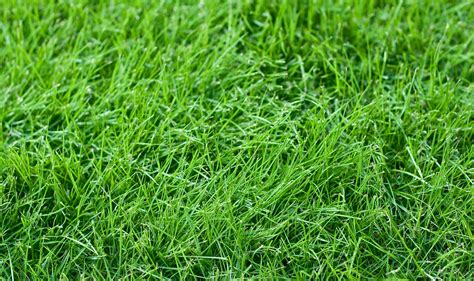 Grass for dogs. Most artificial grass, however, is 100% non-toxic and completely safe for your pets, you and your family. To ensure your artificial grass is free from harmful ... 