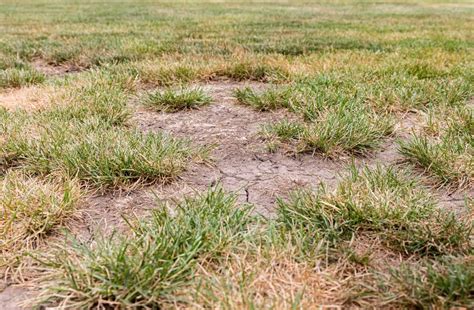 Grass patches. Jun 19, 2015 ... Insects can also cause damage and brown spots in lawns. Sod webworms, cutworms, armyworms, chinch bugs, billbugs, and grubs are all potential ... 