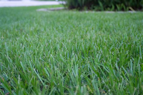 Grass seed for florida. This is especially true of the three most used lawn grasses in Florida (St. Augustinegrass, bahiagrass, and centipedegrass). Zoysia Lawns: Many of the seeded ... 