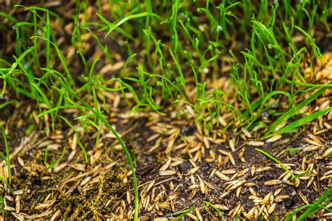 Grass seed for overseeding. When it comes to lawn care, one of the most important steps is seeding. Seeding your lawn helps to ensure that your grass is healthy and lush. The first step in determining the bes... 