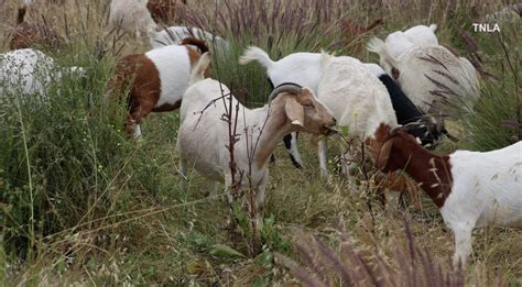 Grass-eating goats clear fire-prone brush near Reagan Library