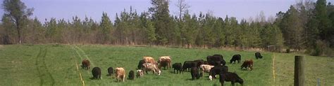 Grass-fed Beef - Creekside Farms