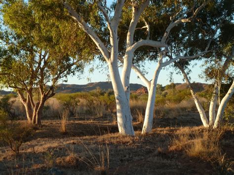 Grass-tree gum Definition & Meaning - Merriam-Webster