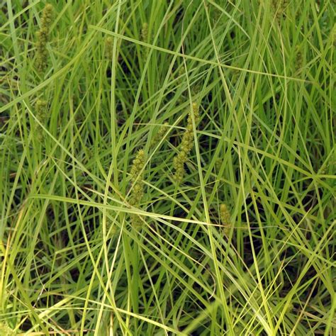 Grasses and Sedges – Schaumburg Community Garden Club