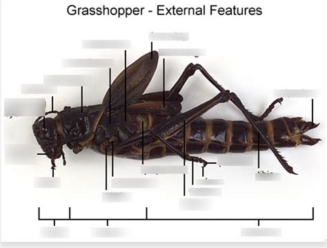 Grasshopper Parts Flashcards Quizlet