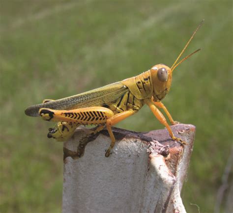 Grasshopper gardens. Things To Know About Grasshopper gardens. 