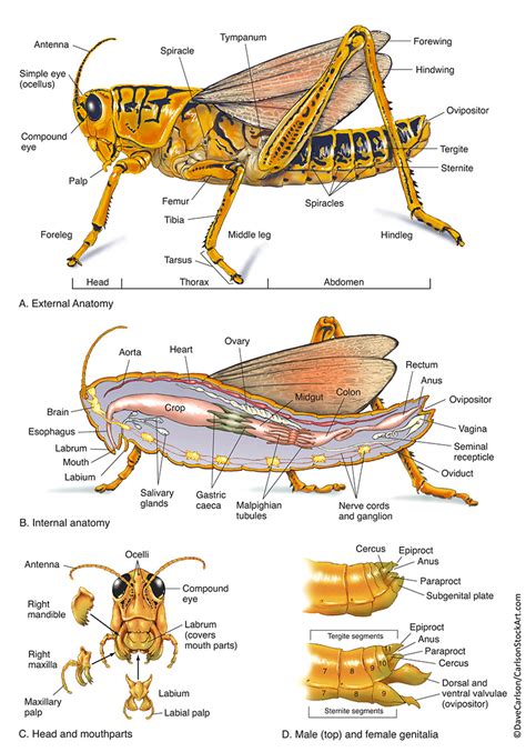 Grasshopper internal anatomy diagram study guide. - Metantos cuantitativos para los negocios 9 edicion.