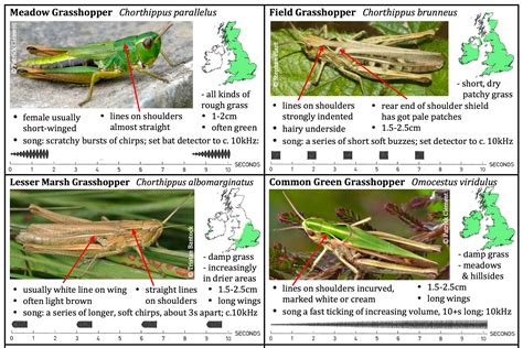 Grasshoppers and crickets guide BBC Wildlife magazine