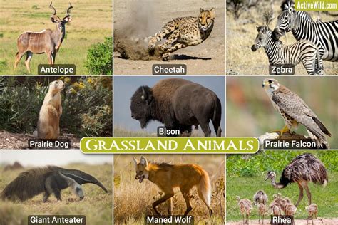 Grassland Animals List, Interesting Facts On Animals That Live In ...